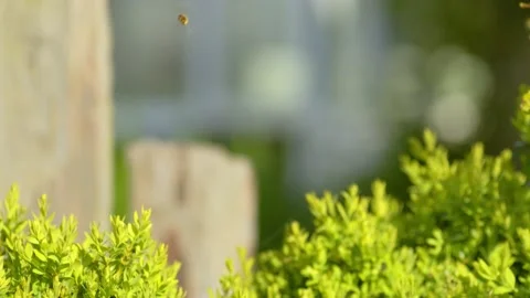 HOVERFLY IN FLIGHT SLOW-MO 2K Stock Footage 130560395