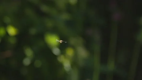 HOVERFLY IN FLIGHT SLOW-MO 2K Stock Footage 130572701