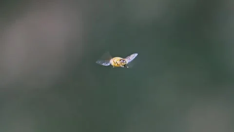 Hoverfly in flight in slow motion 動画素材 342590973
