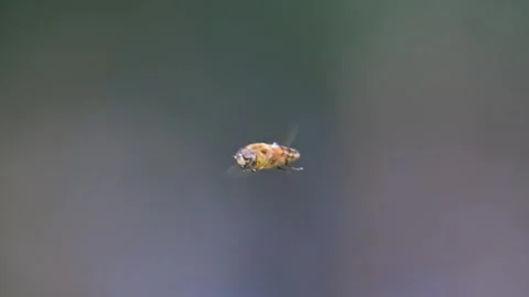 Hoverfly in flight in slow motion 動画素材 345898365