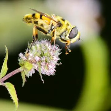 Hoverfly on a flower blossom Foto stock