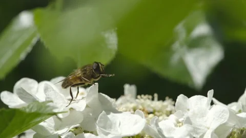 HOVERFLY ON FLOWER CLEANING SLOW-MO 2K Stock Footage 130461253