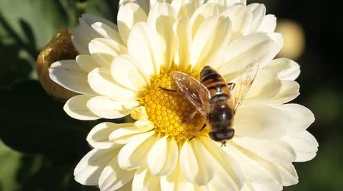 Hoverfly on flower Stock Footage 12247670