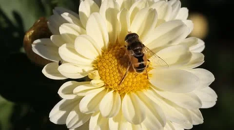 Hoverfly on flower Stock Footage 12247704