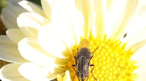 Hoverfly on flower Stock Footage 12247737