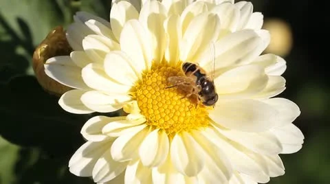 Hoverfly on flower Stock Footage 12247756