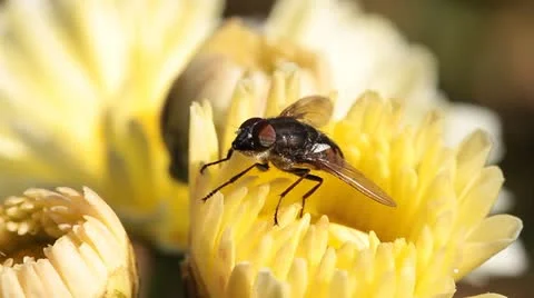 Hoverfly on flower Stock Footage 12247779