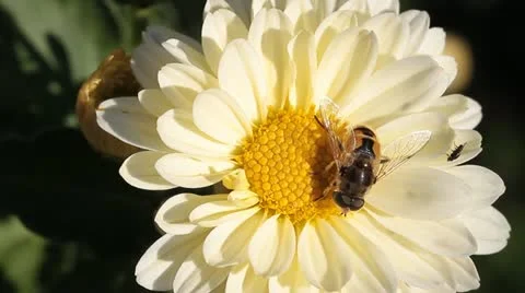 Hoverfly on flower Stock Footage 12247785