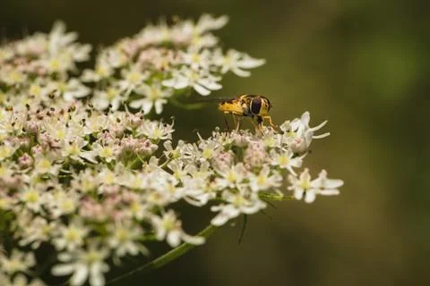 Hoverfly on a flower Stock Photos