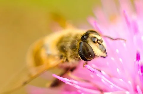 Hoverfly on a flower Stock Photos