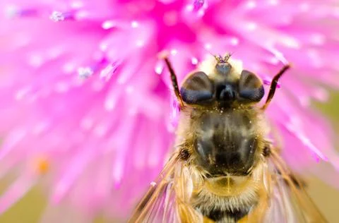 Hoverfly on a flower Stock Photos