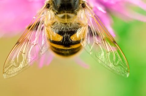 Hoverfly on a flower Stock-Fotos