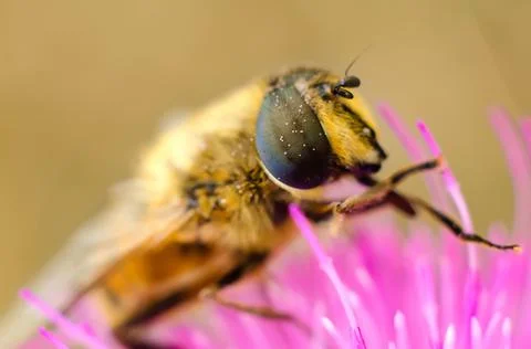 Hoverfly on a flower Stock Photos