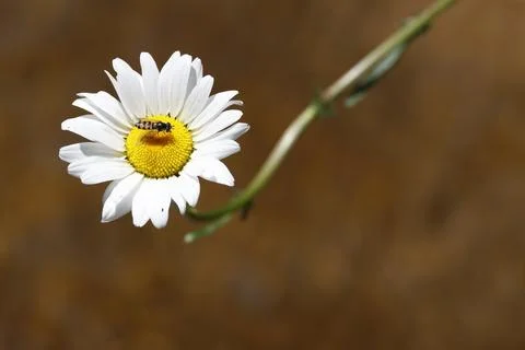 Hoverfly on a flower. Stock Photos