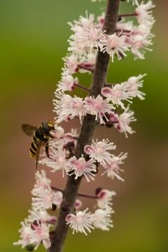 Hoverfly on flower stem Stock Photos