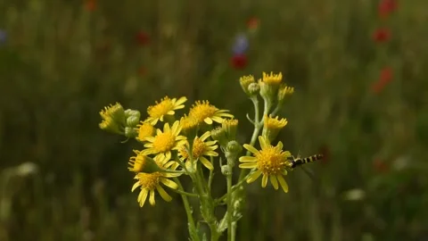 Hoverfly on the flowers Stock Footage 131883580