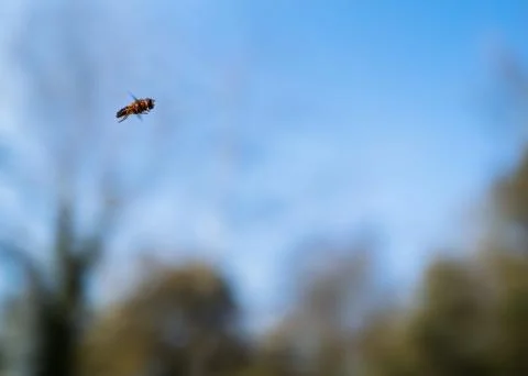 A hoverfly flying against a soft focus blue sky background Stock Photos