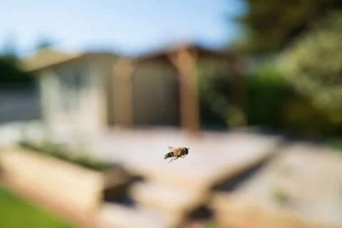 A hoverfly flying against a soft focus garden background with a patio Stock Photos
