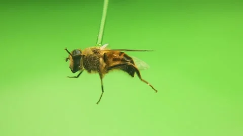 Hoverfly flying on green background. Common drone fly. flower fly isolated. Bee Stock Footage 245156484