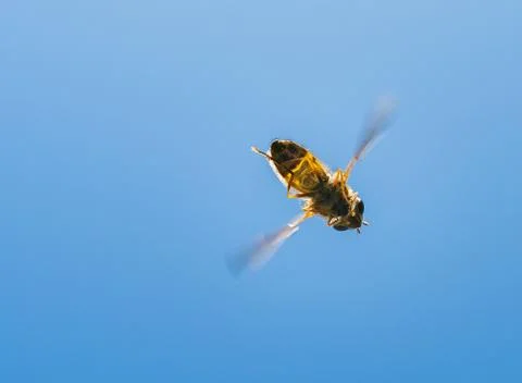Hoverfly flying over head seen from below against a blue sky. Stock Photos