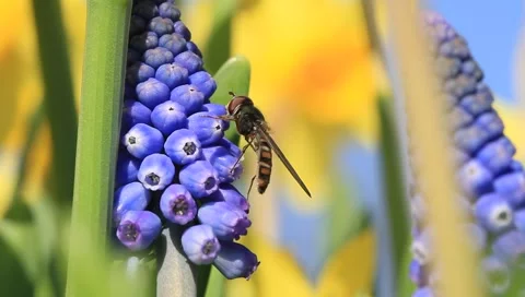 Hoverfly Vídeos de archivo 1848215