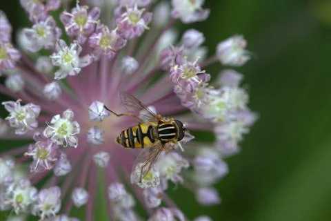 Hoverfly on garlic flower. Stock Photos