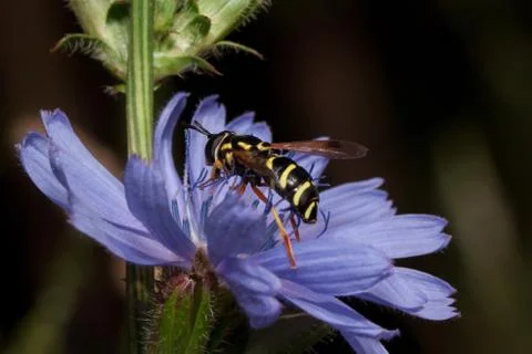 Hoverfly is gathering nectar from beautiful chicory flower. Stock Photos