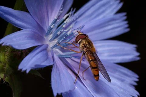 Hoverfly is gathering nectar from chicory flower. Stock Photos