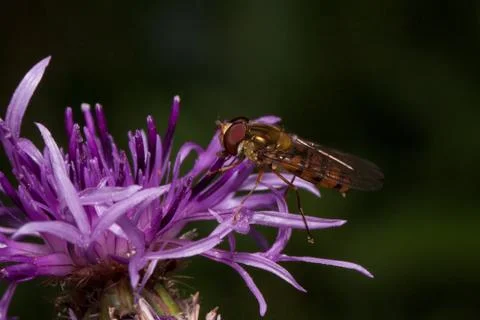Hoverfly is gathering nectar from thistle flower. Stock-Fotos