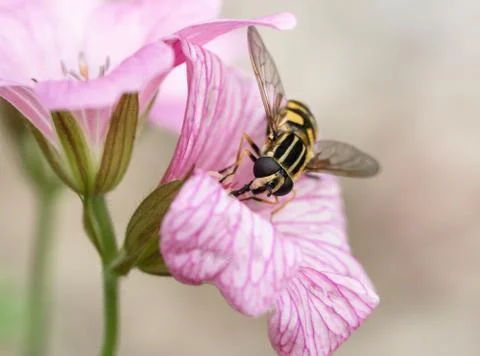 Hoverfly in geranium flower Stock Photos