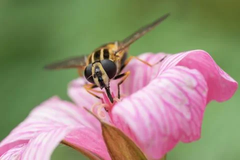 Hoverfly in geranium flower Stock Photos