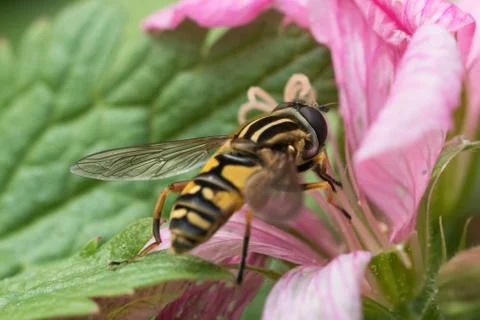 Hoverfly in geranium flower Stock Photos