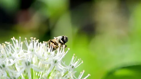 Hoverfly on giant onion flower Stock Footage 58646467
