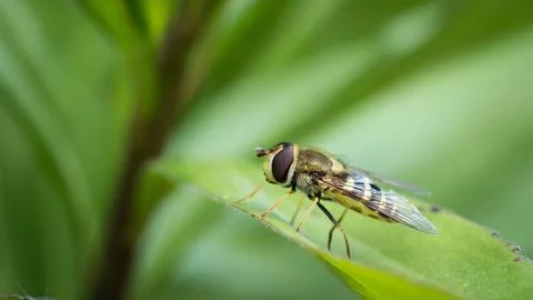 Hoverfly on a green leaf captured in detail Stock Photos