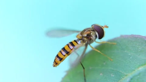 Hoverfly on Green Leaf 库存影片 338234727