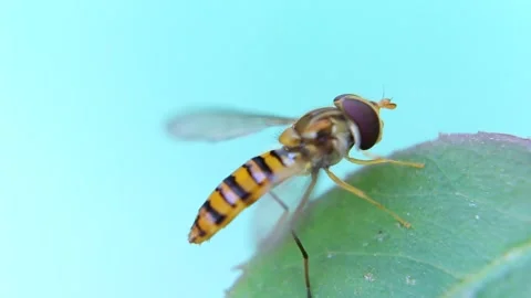 Hoverfly on Green Leaf 库存影片 338234733