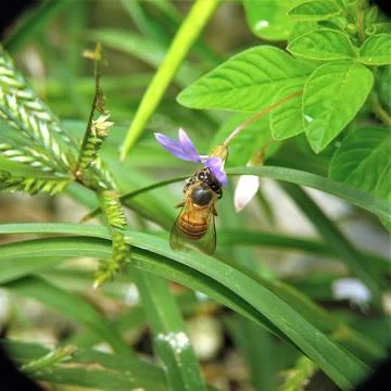 Hoverfly On The Green Leaf Stock Photos