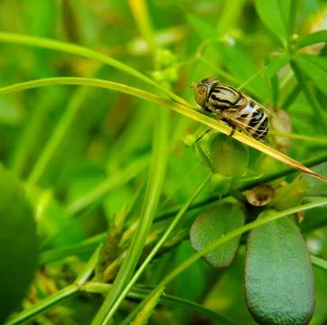 Hoverfly On The Green Leaf Stock Photos