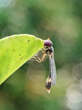 Hoverfly On The Green Leaf Stock Photos
