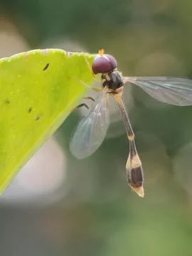 Hoverfly On The Green Leaf Stock Photos