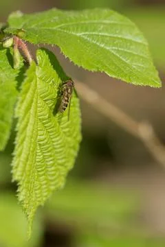 Hoverfly on a green leaf Stock Photos