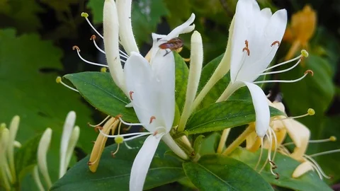 Hoverfly on Honeysucle (Slow Motion) Stock Footage 111615095