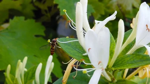 Hoverfly on Honeysucle (Slow Motion) Stock Footage 111616733