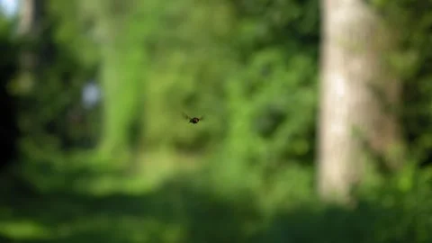 Hoverfly Hovering and Rubbing Legs Mid-Air - 4K Slow Motion Nature Footage Stock Footage 337496341