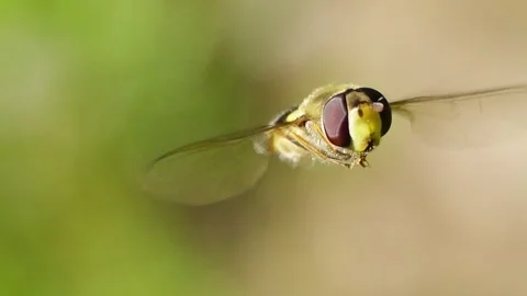 A hoverfly hovering before camera at spring closeup slow motion Video stock 277890635
