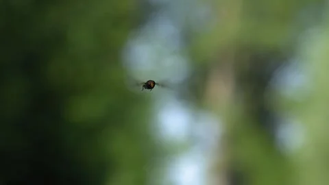 Hoverfly Hovering Mid-Air Facing the Camera - 4K Slow Motion Nature Footage Stock Footage 337482773