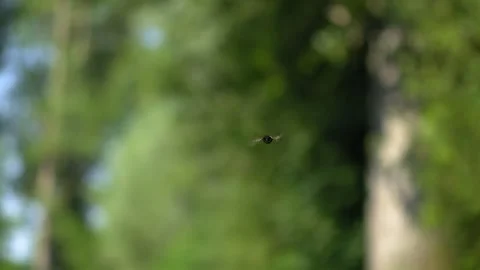 Hoverfly Hovering Mid-Air Before Taking Flight - 4K Slow Motion Nature Footage Stock Footage 337480741