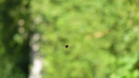 Hoverfly Hovering Mid-Air Before Taking Flight - 4K Slow Motion Nature Footage Stockbeeldmateriaal 337482197