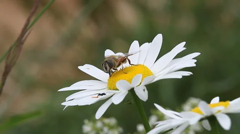 Hoverfly insect, Syrphus opinator Video stock 29021843