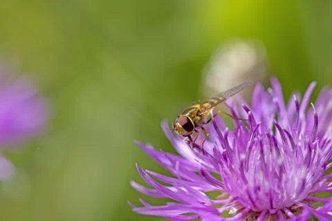 Hoverfly on knapweed Stock Photos